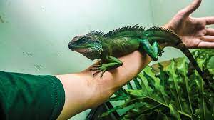 The chinese water dragon (physignathus cocincinus) is a species of agamid lizard native to china and mainland southeast asia. Chinese Water Dragon Care And Information Reptiles Magazine