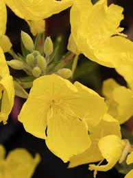 What are the leaves of an oenothera fruticosa? Oenothera Cold Crick Nachtkerze Cold Crick Gunstig Kaufen