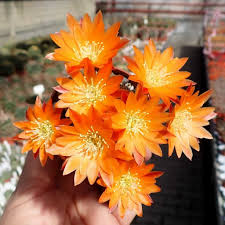 Serving laredo and the surrounding area for over 30 years! Rebutia Heliosa Wr 314 Tarija To Narvaez Uhlig Kakteen More Than 5 000 Different Species