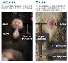 Is my kitten male or female kitten female male. Newborn Kittens How To Tell If Kitten Is Male Or Female Novocom Top