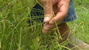 Image result for Kyllinga stenophylla