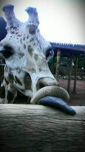 Colorado Springs Zoo I Think This Is So Funny One Of My Favorite Places To Be Feeding The Gira Colorado Springs Zoo Cheyenne Mountain Zoo Cheyenne Mountain