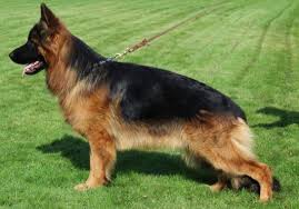 Va Vaiko V Suentelstein Grandson In Slovakia Longhaired German Shepherd Male For Sale 22 German Shepherd Doberman Pinscher Australian Cattle Dog Puppy