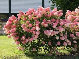 Image result for hydrangea paniculata vanille fraise