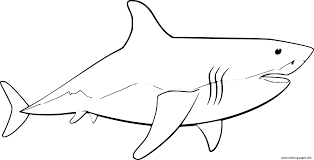 Did you know great white sharks use electric sensors to locate prey? Simple Great White Shark Coloring Pages Printable