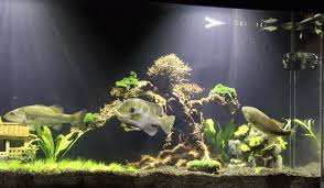 We also show new fish and unbox some plants!! Bonsai Nano Aquarium Setup Bonsai Driftwood