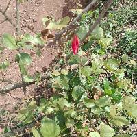 Image result for Kotschya aeschynomenoides