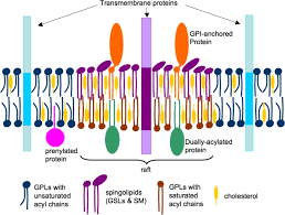 Acts as pigments that capture/respond to light 2. A Simplified Model Of Lipid Rafts In Cell Membranes The Phospholipids Download Scientific Diagram