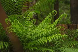 Image result for Pteris buchananii