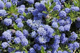 This bush is made of maintenance free polyester and warning: California Lilac Growing Where To Plant California Lilac In The Garden