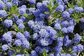 Before spring, fertilise roses with searles rose & flower food and dig in a small amount of 5in1™ organic. California Lilac Growing Where To Plant California Lilac In The Garden