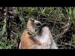 Wipe surfaces with essential oils or add the fragrance to the room. Maggot Control And Treatments For The Home Yard And Garden