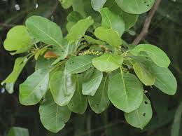 Image result for Terminalia bellirica