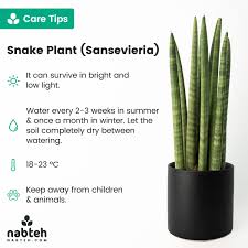 Snake Plant Care Tips In 2020 Snake Plant Care Snake Plant Plants