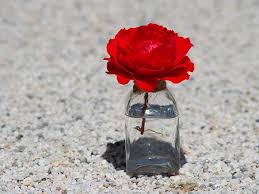We did not find results for: The Rose In The Desert Southwest Extension University Of Nevada Reno