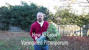 Proven winners weiprc1117800 my monet effect live shrub, 4.5 in. How To Grow Variegated Pittosporum Japanese Mock Orange With A Detailed Description Youtube