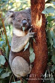 Om Nom Koala Bear Koala Bear Koala Australia Animals