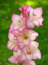 Pin On Fotos De Flores