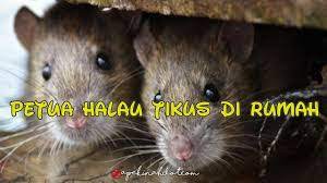 Check spelling or type a new query. Info Terkini Panduan Bagaimana Cara Menghalau Tikus Dalam Rumah Yang Anda Perlu Ketahui