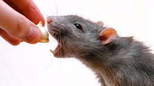 It consists of shoots, twigs, and green vegetation. How To Feed A Rat Pet Rats Youtube