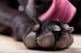 How To Stop A Dog From Licking Its Paws Excessively Superb Dog