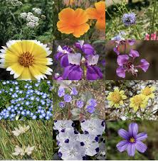 Maybe you would like to learn more about one of these? California Native Wildflower Mix California Native Seeds From Cnps Sd