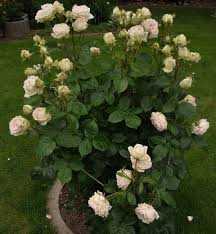 Edelrose Madame Anisette Rosenparadies Loccum Garten Pflanzen Rosen Pflanzen Pflanzen