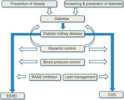 Hyperglycaemia, or raised blood sugar. Diabetic Kidney Disease A Clinical Update From Kidney Disease Improving Global Outcomes Kidney International