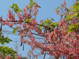 Image result for Cassia grandis