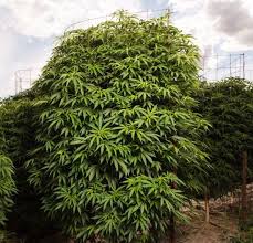 Check spelling or type a new query. Growing Cannabis In Raised Garden Beds Organic Gardening Mother Earth News