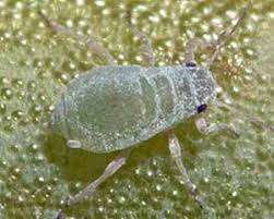 Image result for Humularia submarginalis