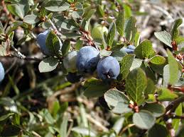 Image result for Vaccinium madagascariense