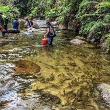 Jadi komitmen tu dah beralih arah, takde lah fokus kat blog sangat sekarang. Santuari Ikan Sungai Chiling Kuala Kubu Bahru Selangor Malaysia Home Facebook