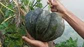 Berikut adalah tips agar tanaman mangga bisa berbuah lebat. Trik Supaya Bunga Labu Tidak Rontok Lakukan Seperti Ini Youtube