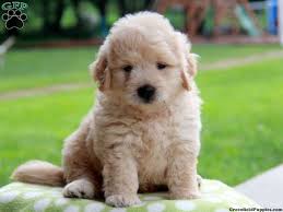 Cream, light golden, medium golden, dark golden and red. Paulie Miniature Goldendoodle Puppy For Sale In Paradise Pa Goldendoodle Puppy Puppies Goldendoodle Puppy For Sale
