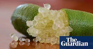 This is not really a disease but can be annoying. Bush Food Finger Limes Food The Guardian