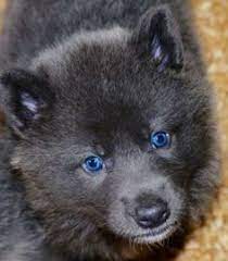 24 Blue Bay Shepherds Ideas Blue Bay Blue German Shepherd Dog Breeds