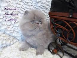 Find your new family member. Persian Kittens For Sale Himalayan Kittens For Sale