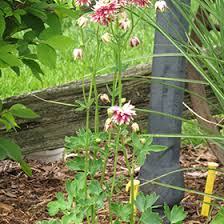 Columbines have been grown in gardens for centuries, and are among the most popular of perennials. Nora Barlow Columbine Aquilegia Vulgaris Nora Barlow In Naperville Aurora Batavia Oswego Chicago Wheaton Illinois Il At The Growing Place
