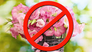 Cheap flowers for mother's day. Why You Shouldn T Buy Mom Flowers On Mother S Day Marketwatch