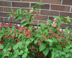 Image result for Malpighia