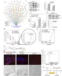 Primary tumors are uncommon in cats, but for those cats who have the tumors up to a third of them are benign. Specific N Cadherin Dependent Pathways Drive Human Breast Cancer Dormancy In Bone Marrow Life Science Alliance