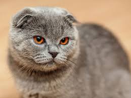 Which cat breed is best for me? Shorthair Cat Breeds Britannica