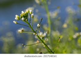 Image result for Capsella