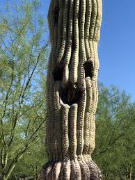 Knowing that the saguaro cactus commonly lives to be about 200 years old, i realized as a saguaro grows, its roots spread out as wide as the cactus is tall, eventually taking over the root system after looking at all of these cactuses and understanding how they store water, i began to wonder how. Neil Saunders Na Tviteru Many Saguaros Have Holes In Them This Is Not From Shooting It S Illegal To Shoot Or Damage Them But From Birds Making Their Nests Inside They Get Shelter