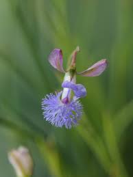 Image result for Polygala products