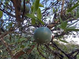 Image result for Strychnos madagascariensis