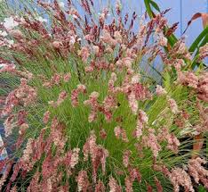 Image result for Melinis nerviglumis