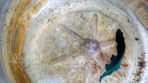 This Is How A Male Betta Fish Take Care Of Betta Fry That You Need To Know Fish Care Betta Fish Betta Fish Care