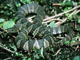 Northern Watersnake Nerodia Sipedon In Iowa Animals Of The World Amphibians Reptiles